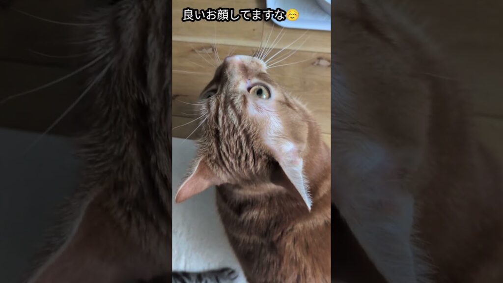 #ねこ 　 #癒し 　そら…中心？