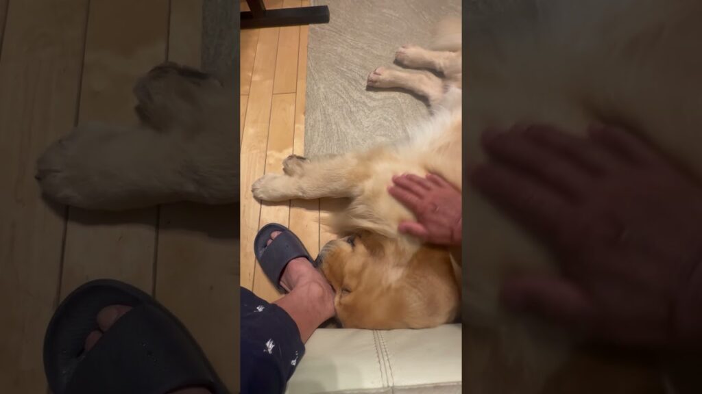 休みの朝はニカ丸と癒しの時間😊#shorts #ゴールデンレトリバー #大型犬のいる生活 #goldenretriever #癒し #至福の時間 #可愛い #愛犬 #休みの日 #休日