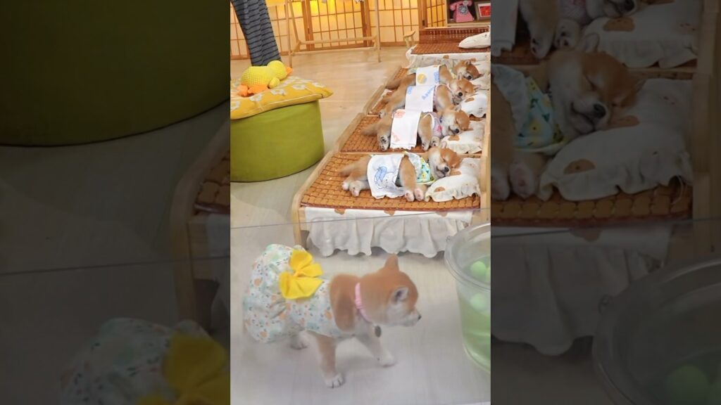 そこに寝るんかい😂#子犬 #柴犬 #puppy #dog #癒し
