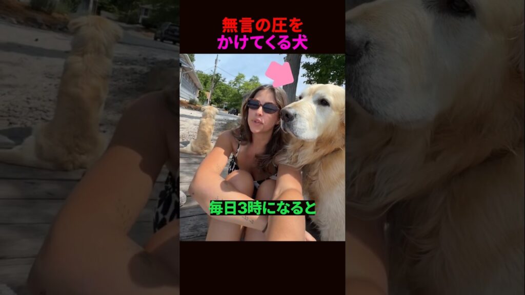 無言の圧をかけてくる犬
