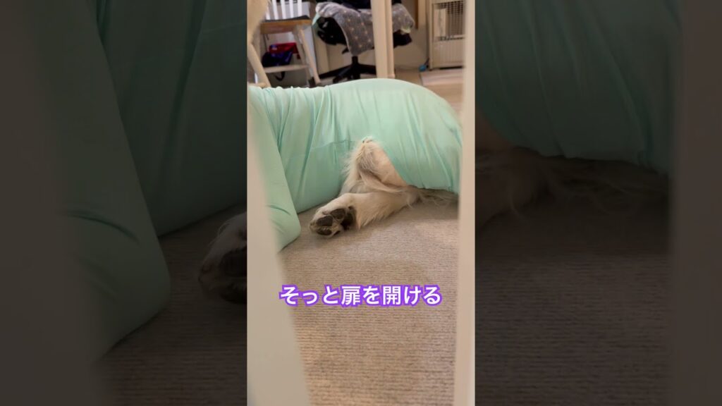 扉の向こうに足だけ見える…🐾🐶そ〜っと開けてみると「どうした？」と見上げるガウディ😂💕#ゴールデンレトリバー #犬のいる暮らし #癒し #shorts