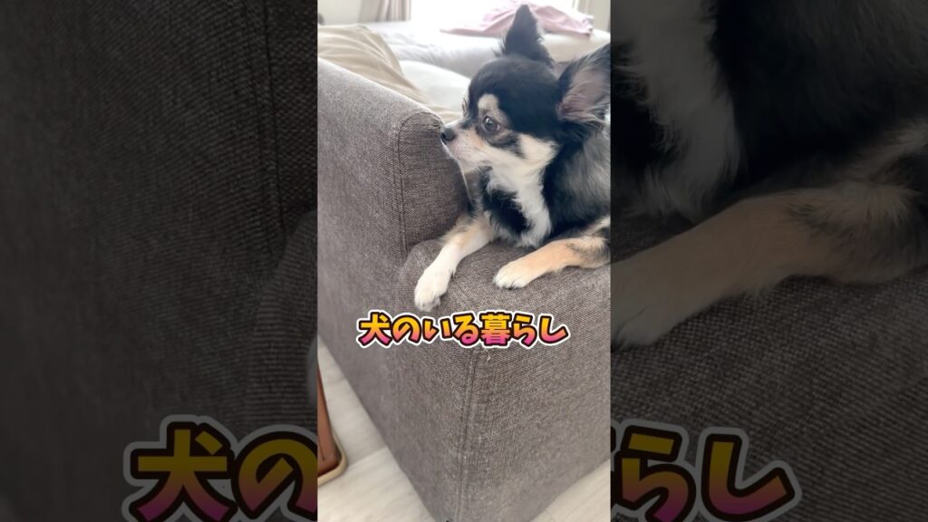 犬のいる生活。 #犬との暮らし #chihuahua #dog #チワワ #癒し #可愛い