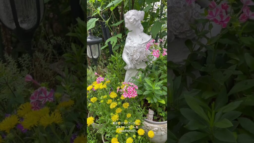 【HD】2026年8月2日 ‼️夏花の季節となりました。 #flowers #garden #癒し#薔薇は美しく散る #ばらの花 #gardening #rosegarden  #spring