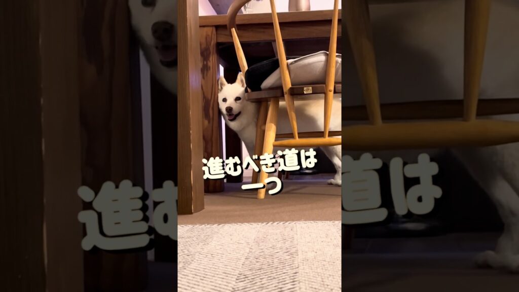 白柴、狭い所を通りたい #シニア犬 #柴犬 #shibainu #癒し #白柴てん #白柴 #s