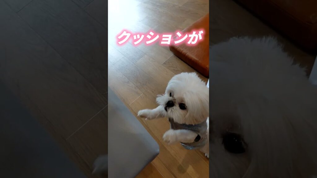ぺたぺたが止まらない… ぺキマル盆くん #癒し #愛犬 #shorts