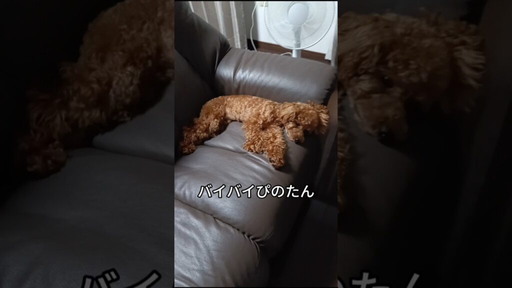甘えん坊トイプードル（ぴの） #トイプードル #可愛い #眠る #癒し #toypoodle #甘えん坊 #ストーカー