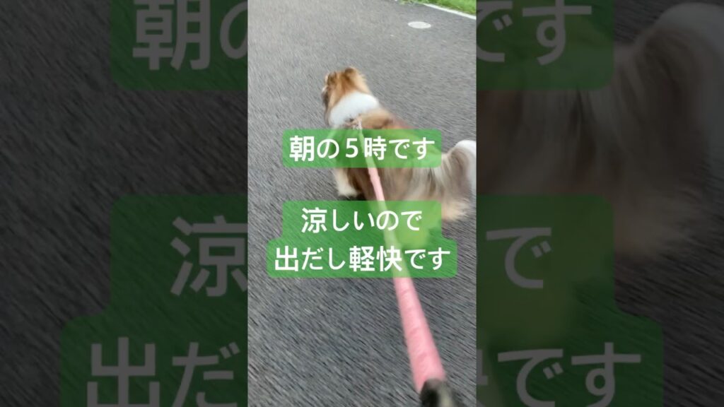 今日のワンコ　涼しい朝の散歩 #シェルティ #犬  #犬のいる暮らし #癒し