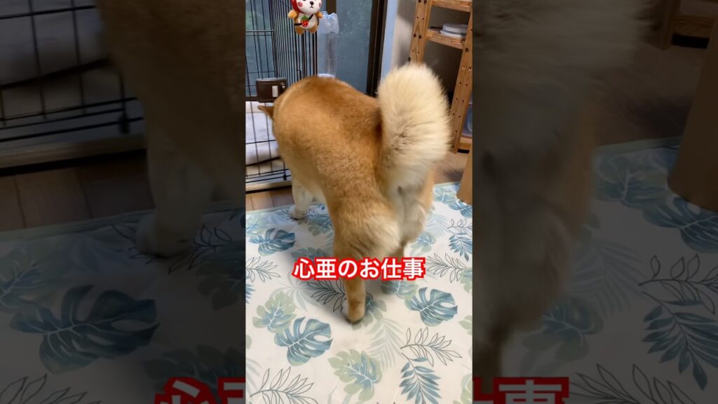 #心亜 #dogsofinstagram #柴犬 #柴犬のいる暮らし #shibainu #癒し #dogshorts #かわいい犬 #しばいぬ