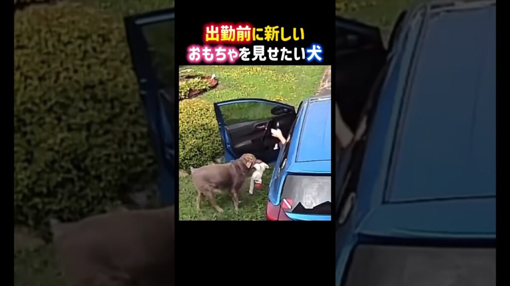 出勤前に新しいおもちゃを見せたい犬。 #癒し #犬 #可愛い #かわいい #dog #cute #shorts