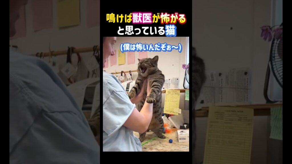 鳴けば獣医が怖がると思っている猫。可愛い。 #癒し #可愛い #猫 #獣医 #面白い #cat #shorts