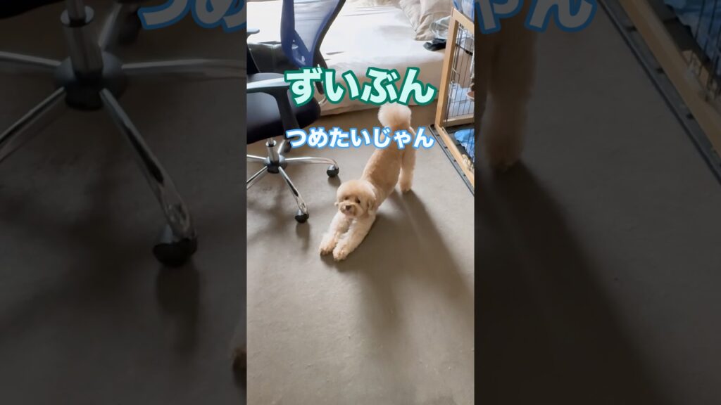 ずいぶんつめたいじゃん #dog #doglife #トイプードル #可愛い #癒し #犬のいる生活 #犬のいる暮らし #shorts #toypoodle