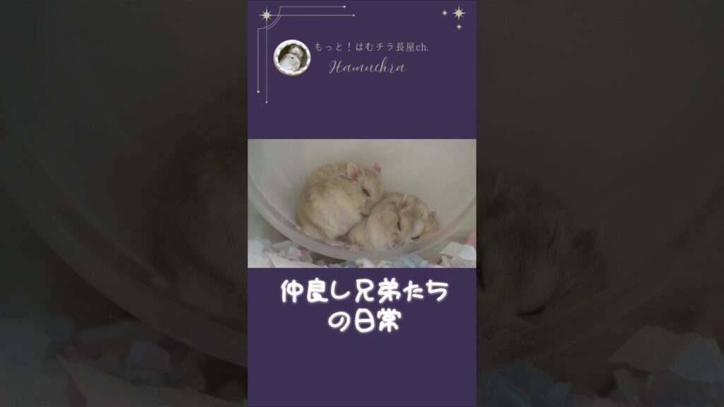 仲良し兄弟たちの日常 #ジャンガリアンハムスター #赤ちゃん #hamster #癒し #可愛い #ハムスター #はむチラ #shorts
