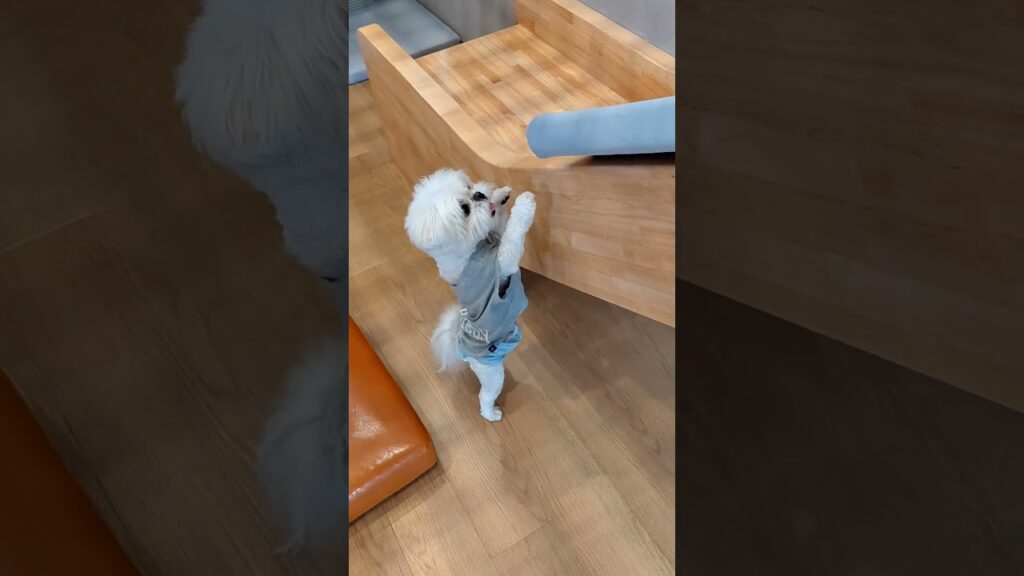 さわりたい願望が溢れすぎた！ ぺキマル盆くん #癒し #愛犬 #shorts