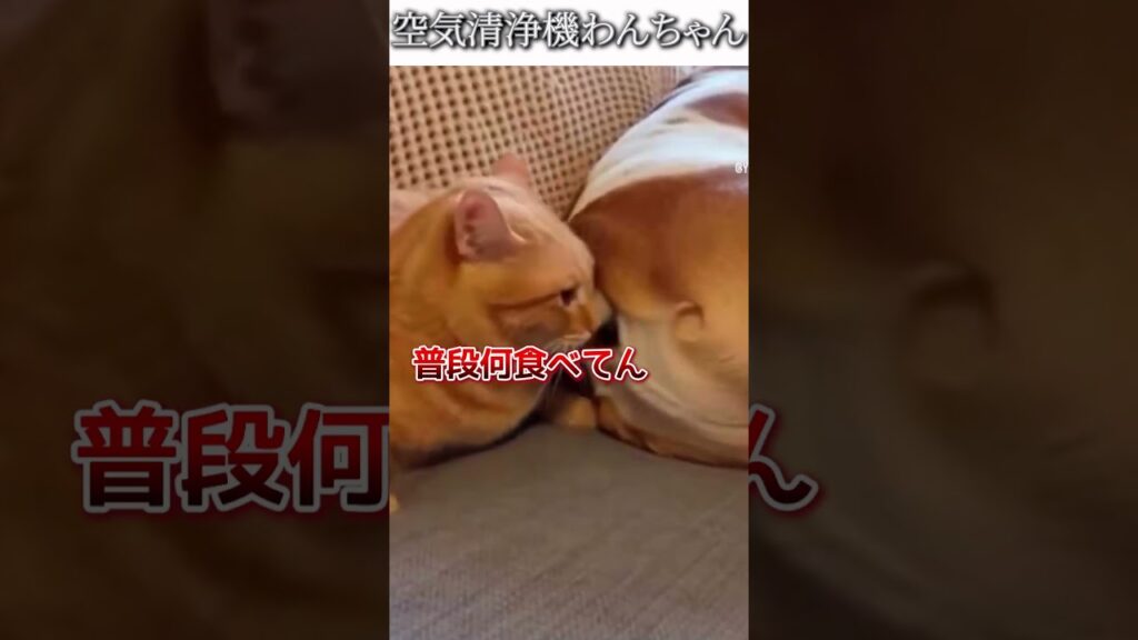 犬猫のおもしろ動画にツッコミどころ満載なアフレコしてみた＃501【空気清浄機】【ハプニング映像】#shorts　#アフレコ #面白動画