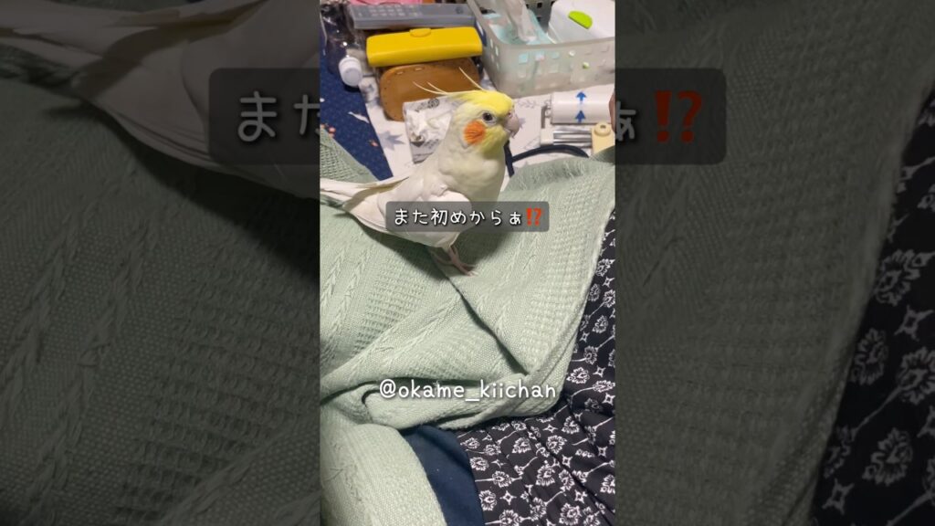 お母さんを息切れさせるオカメインコ🐥きいちゃん #オカメインコ #癒し
