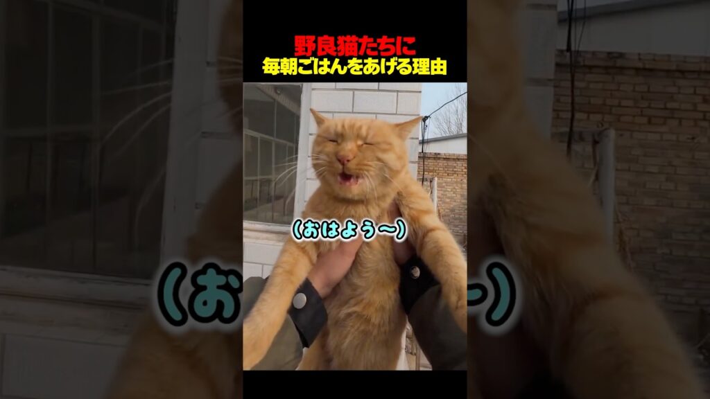 野良猫たちに毎朝ごはんをあげる理由