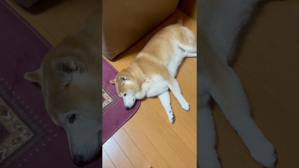 柴犬福 雷疲れの柴犬😂Shiba-Sleep😂#shorts #funny #柴犬 #shibainu #funnyvideo #dogshorts #시바견 #癒し