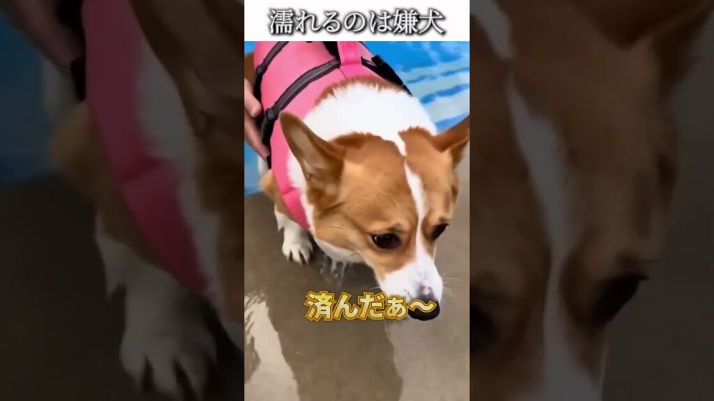 犬のおもしろ動画にツッコミどころ満載なアフレコしてみた＃496【コーギー】【ハプニング映像】#shorts　#アフレコ #面白動画
