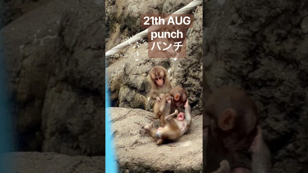 21th AUG punch パンチ #punch #panchi #monkey #babymonkey #cute #zoo #癒し