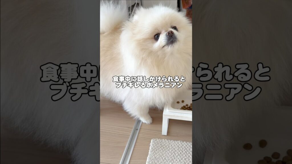 ポメラニアンが怒り出した！　#ポメラニアン #犬動画 #癒し #shorts