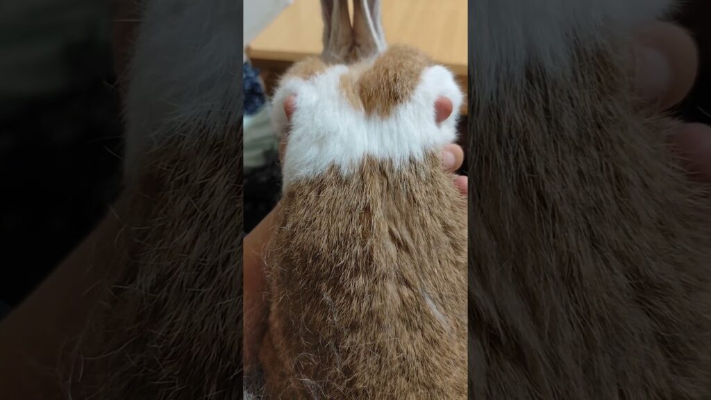 るな君の夏の終わり #rabbit #うさぎ #bunny #癒し #かわいい