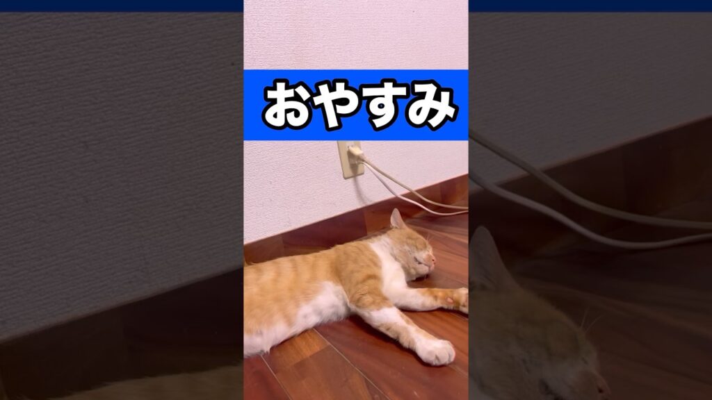おやすみ！！ #猫のいる暮らし #元気になる動画 #癒し #元気お届け #かわいい #cat #犬 #可愛い #保護猫 #犬のいる生活 #ミニチュアダックスフンド #犬