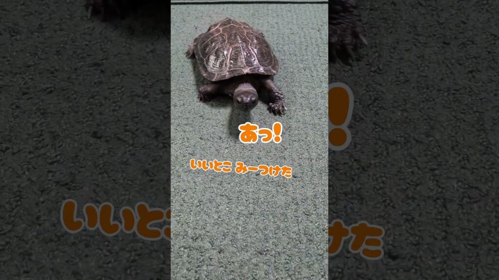 トンネル大好き❤ #turtlewatching #turtle #クサガメ #癒し #かわいい ＃亀