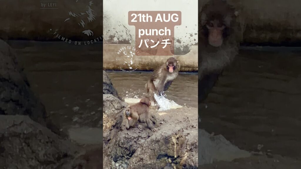 21th AUG punch パンチ #punch #monkey #panchi #zoo #babymonkey #cute #癒し