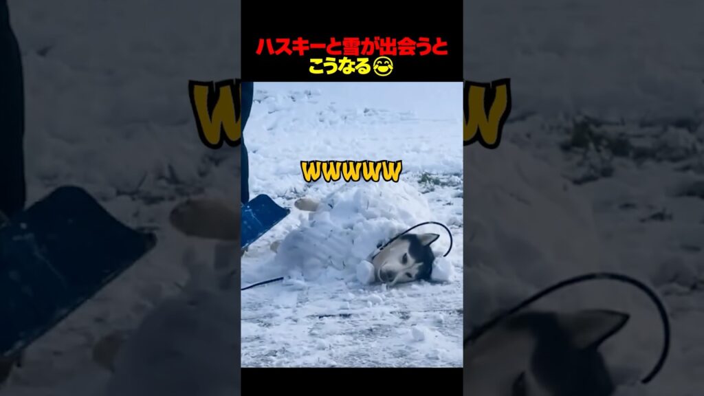 ハスキーと雪が出会うとこうなる