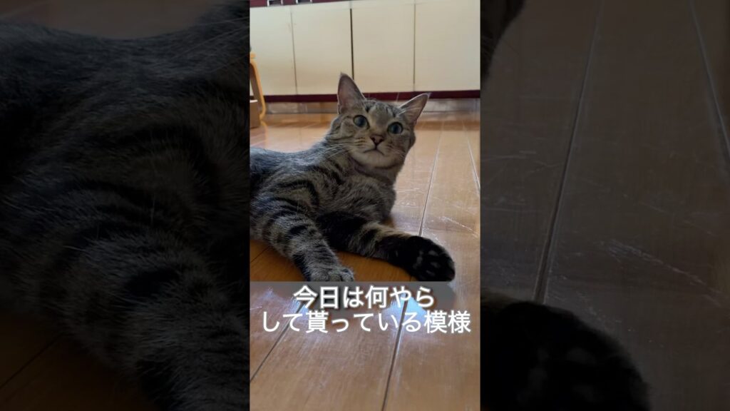 【いま、横になって待っています】　#猫#cat#cute#癒し#funny#shorts