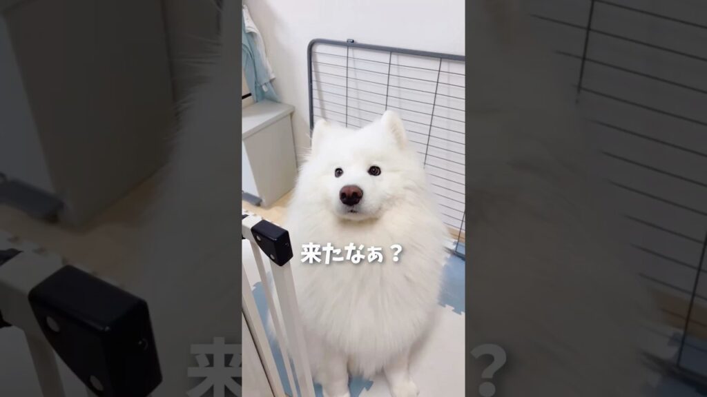 キッチン横のかわい子ちゃんが現れた！ #samoyed #サモエド #癒し