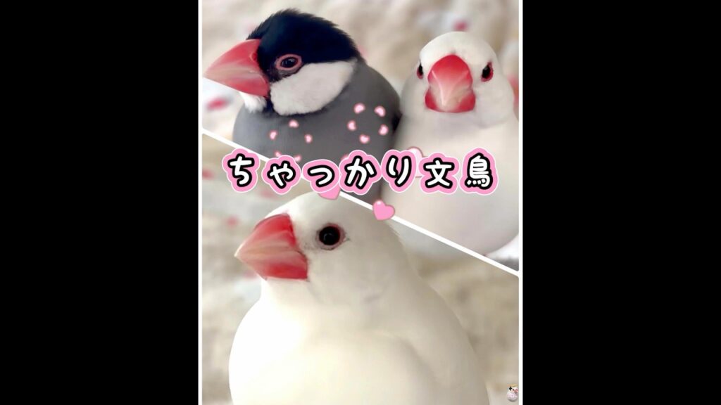 いつの間に？ちゃっかり足に乗ってる文鳥💖 #かわいい #javasparrow #ブンチョウ #癒し #birds #文鳥