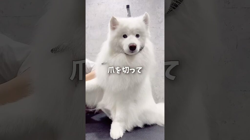 サモエドの月1美容DAYが可愛すぎる！ #サモエド #samoyed #大型犬 #癒し