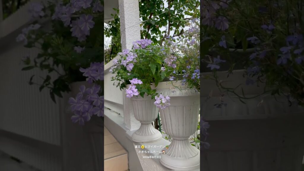 【HD】2026年8月3日 ‼️夏花の季節となりました。 #flowers #garden #癒し#薔薇は美しく散る #ばらの花 #gardening #rosegarden  #spring