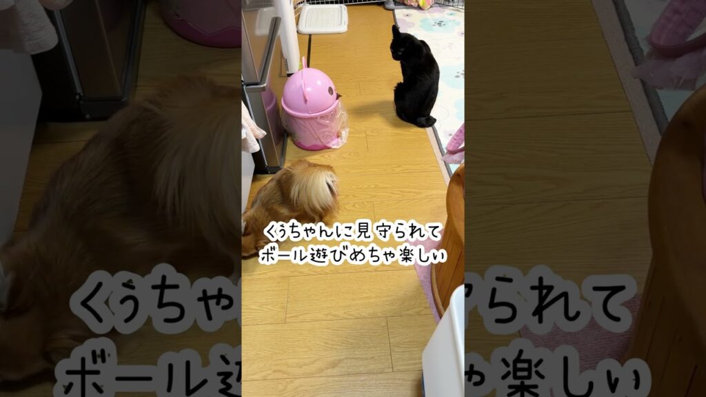 小麦のVlog #癒し #kawaii #チワワ