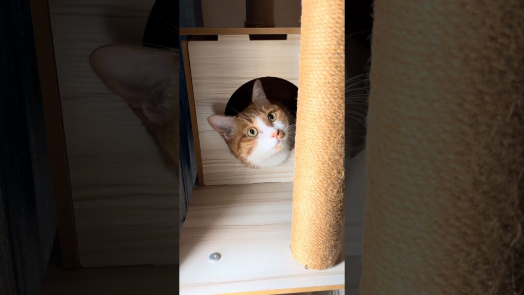 可愛いね玉次郎😊#ねこ #猫 #癒し #玉ちゃん #shorts