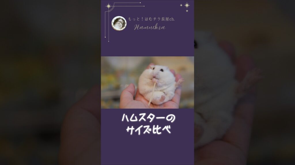ハムスターのサイズ比べ #ハムスター #hamster #ジャンガリアンハムスター #はむチラ #癒し #可愛い #shorts