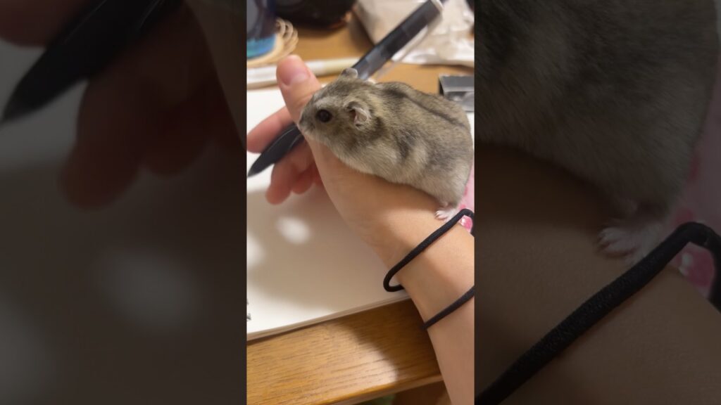 手からおりないハムスター🐹キナちゃん🐹 #ハムスター #hamster #癒し #かわいい