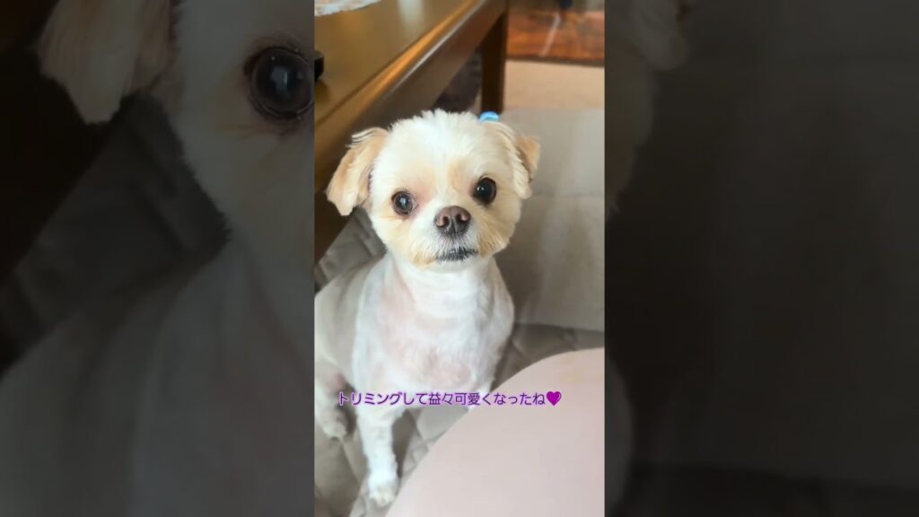 トリミングお疲れ様です😌💓 #犬との暮らし #癒し #可愛い #モコちゃん