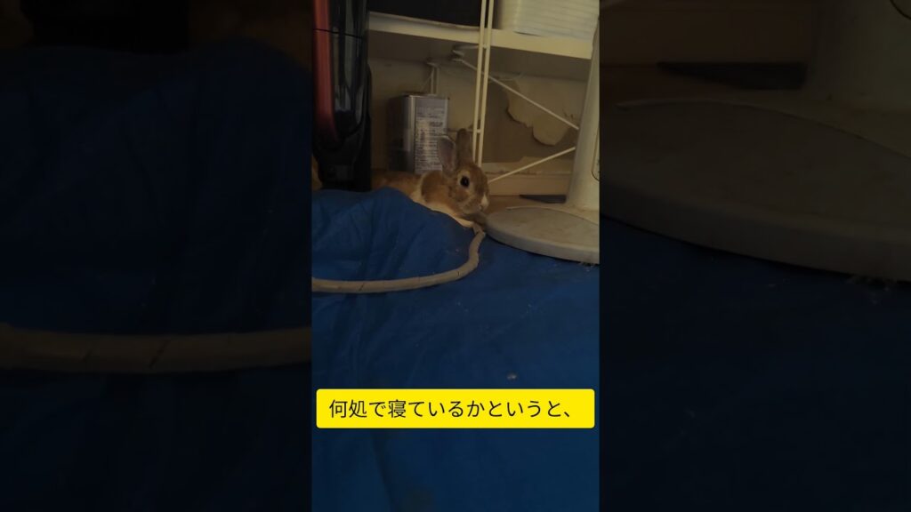るな君は、知っている #rabbit #うさぎ #bunny #かわいい #癒し #ペット