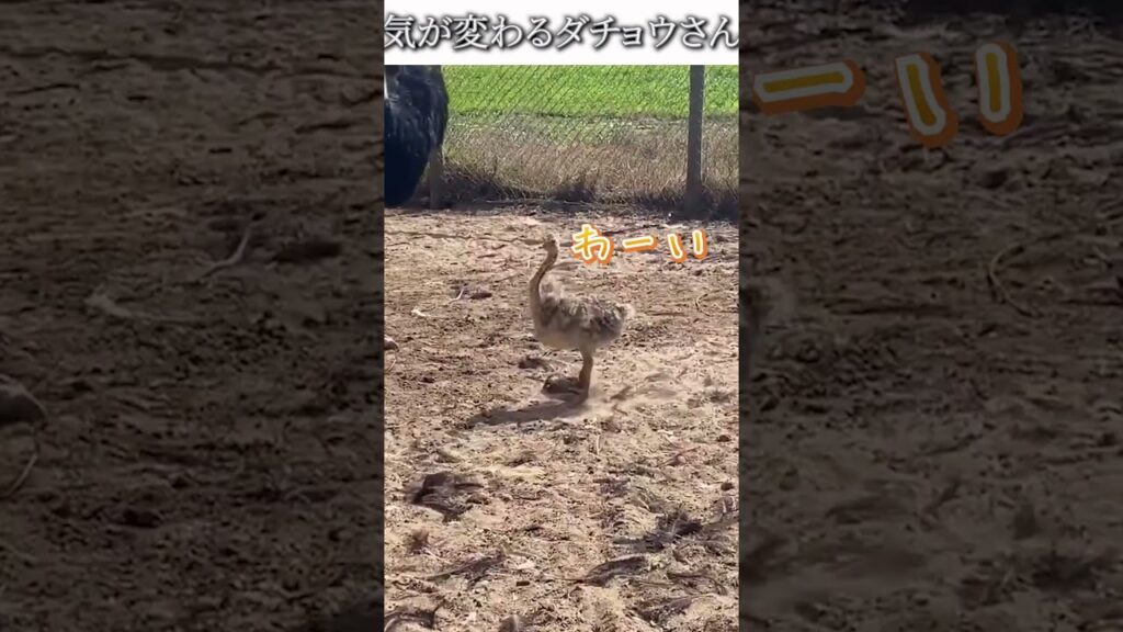 動物のおもしろ動画にツッコミどころ満載なアフレコしてみた＃503【ダチョウ】【ハプニング映像】#shorts　#アフレコ #面白動画