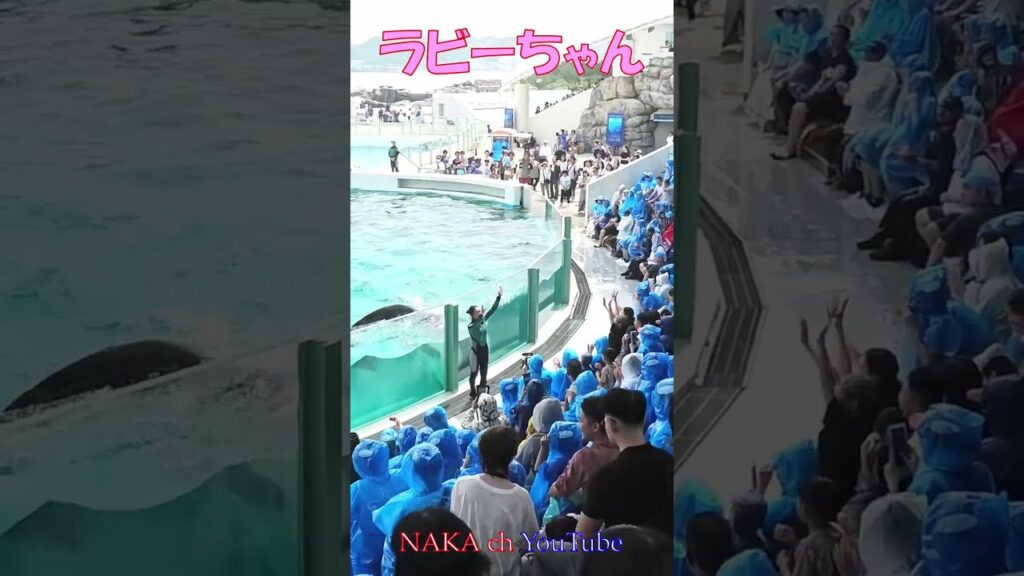 ラビーちゃんのサマースプラッシュ、客席大喜び？#shorts     #シャチ #鴨川シーワールド #orca #水族館 #シャチパフォーマンス#killer whale＃癒し