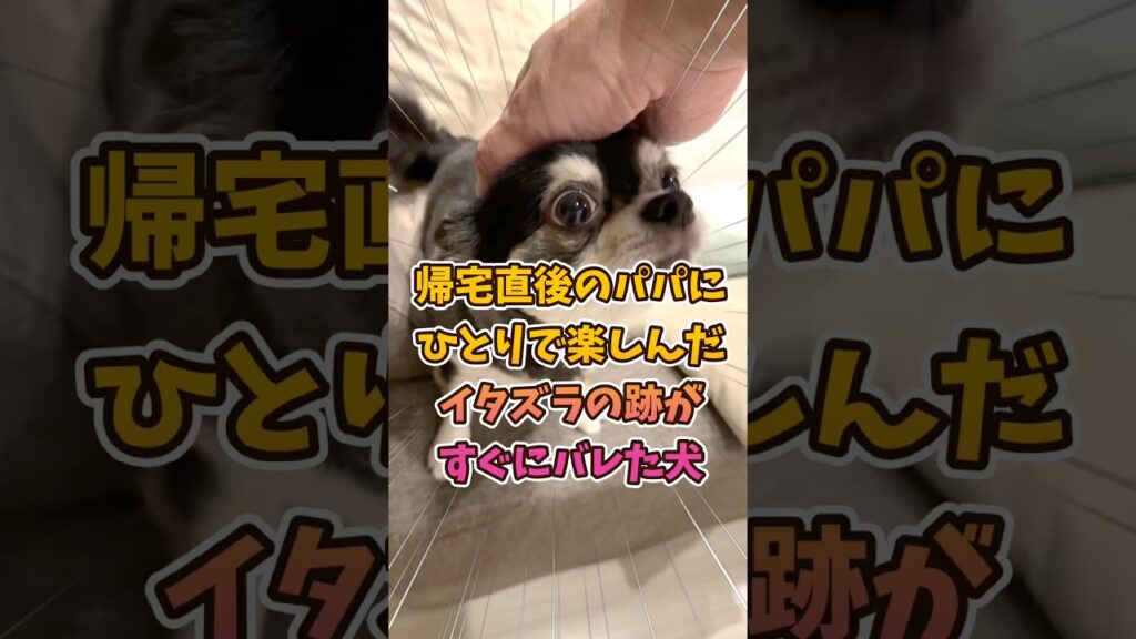 犬、あたふた。 #犬との暮らし #chihuahua #dog #チワワ #可愛い #癒し