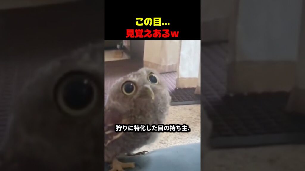この目…どこかで見たことあるｗ