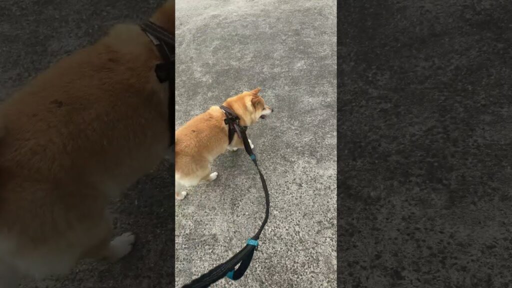 レッツゴーがゆるい😂 #おもちさんの日常 #柴犬 #shibainu #癒し #shorts