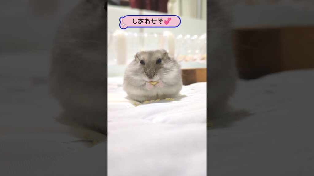 【どちらさまでしょう😭】 #癒し #hamster #pets #ジャンガリアンハムスター #おやつ #shortsfunny
