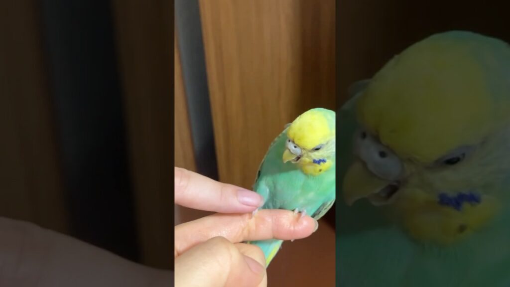 また娘と仲良し？ケンカ？ #セキセイインコ #インコ #birds #budgies #癒し