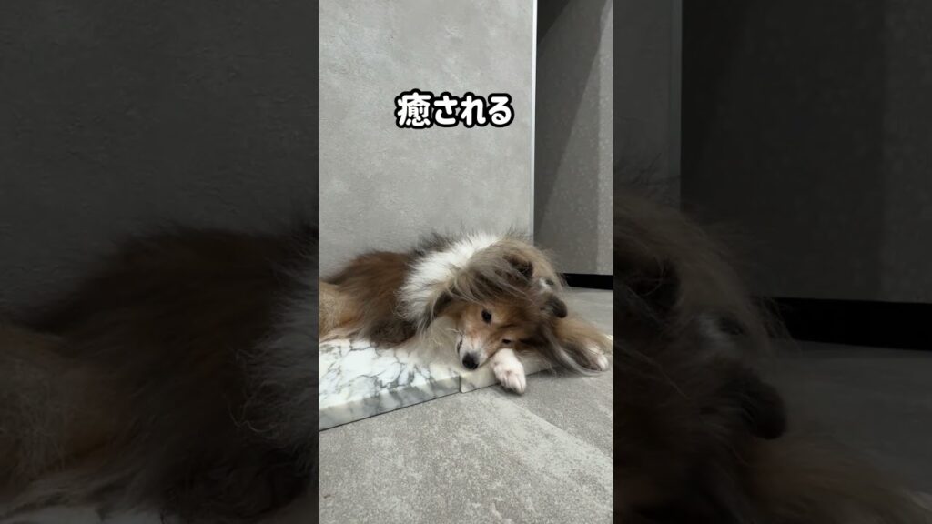 寝てるだけなのに #sheltie #シェルティ #癒し #pets #犬のいる暮らし #shorts