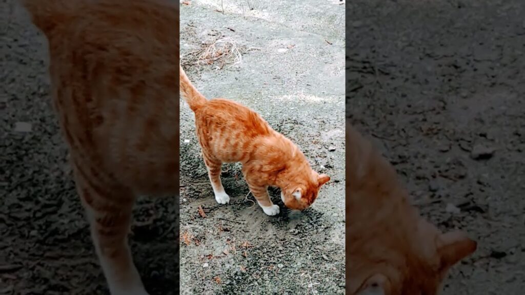 放送禁止⁉ 久々の父子対面の後、まさかの……　＃癒し　＃庭ネコ　＃ねこ　＃cat　#cutecat 　＃cute　＃Soothing cat