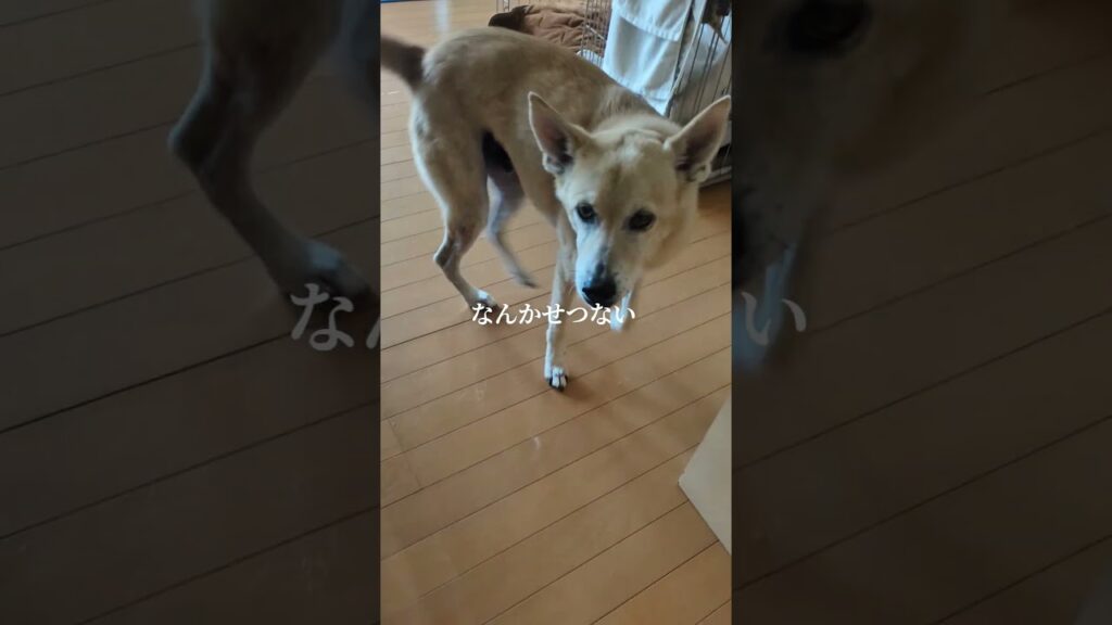 おでむかえ！😭😭😭 #vlogger #柴犬 #asmr #shibainu #colonelkkjϟ #癒し #onespark #散歩